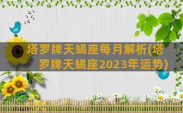 塔罗牌天蝎座每月解析(塔罗牌天蝎座2023年运势)